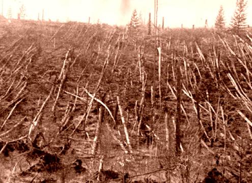 tunguska_les.jpg